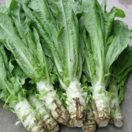 新鲜蔬菜 无叶莴笋 切段 这是欧洲莴笋中间有空心... 400g
