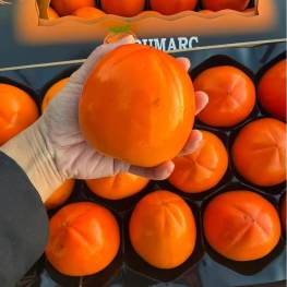 新鲜水果 黄柿子 硬柿子 甜柿子 1颗